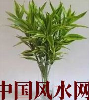 咸宁十二生肖养什么植物最旺财运？你知道吗！