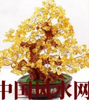 咸宁买了招财植物却不能发财，是方位摆错了！